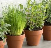 kruidenplantjes binnen