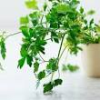 kruidenplantjes keuken