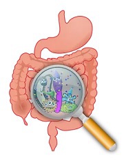 gezonde darmflora voeding