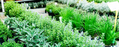 meerjarige winterharde kruiden