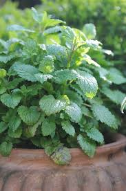 citroenmelisse plant