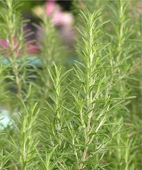 rozemarijn plant