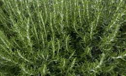 rozemarijn planten