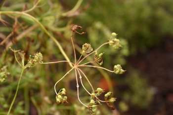anijs plant