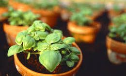 basilicum planten