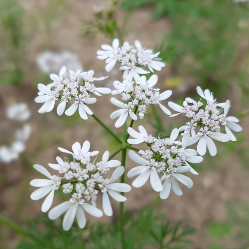 koriander planten
