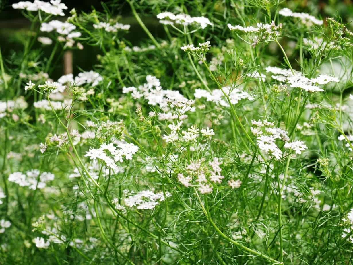 koriander plant