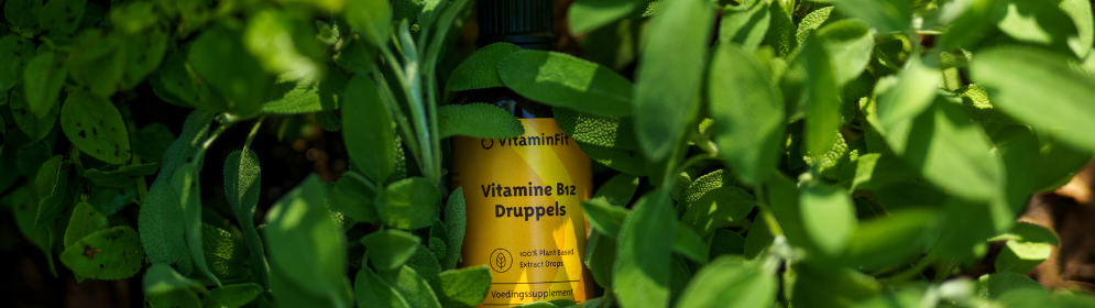 b12 in plantaardige voeding